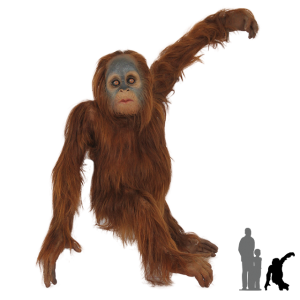 Orangutan PNG-31377